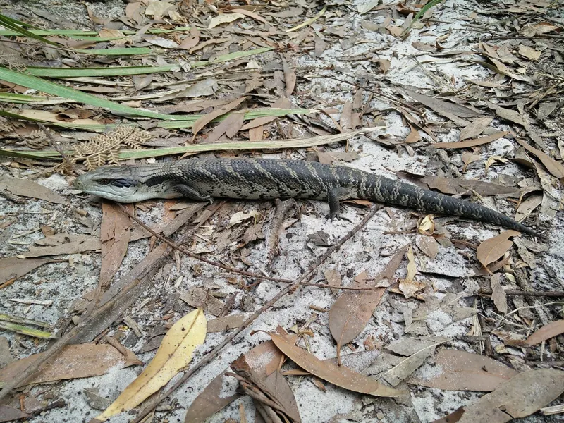 A grey-banded eastern blue-tongued skink lying on dry leaf litter