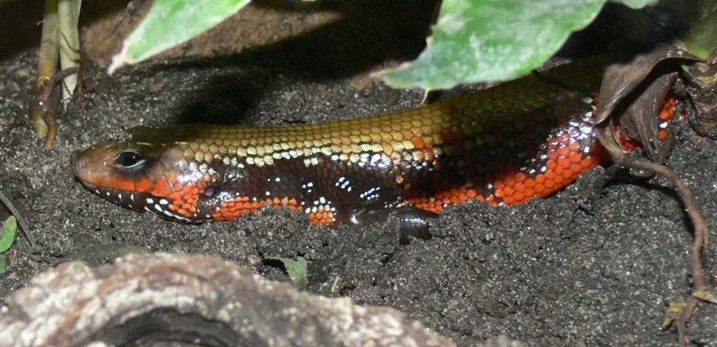 A fire skink with red and black barred flanks on dark soil
