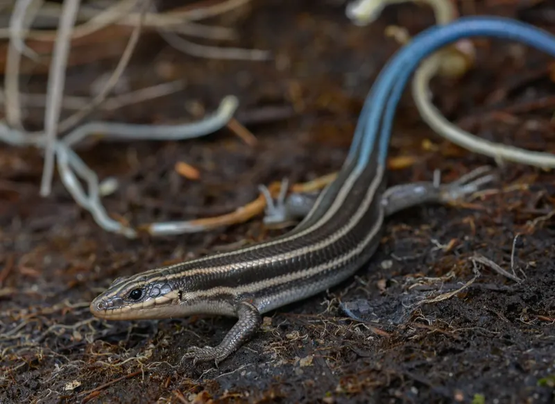 A five-lined skink with cream stripes and a bright blue tail on leaf litter