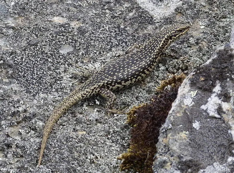 A speckled grand skink basking on lichen-covered schist rock