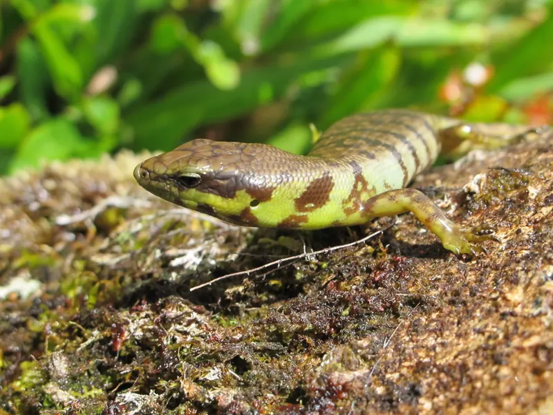 A green tree skink with yellow-green markings on mossy ground