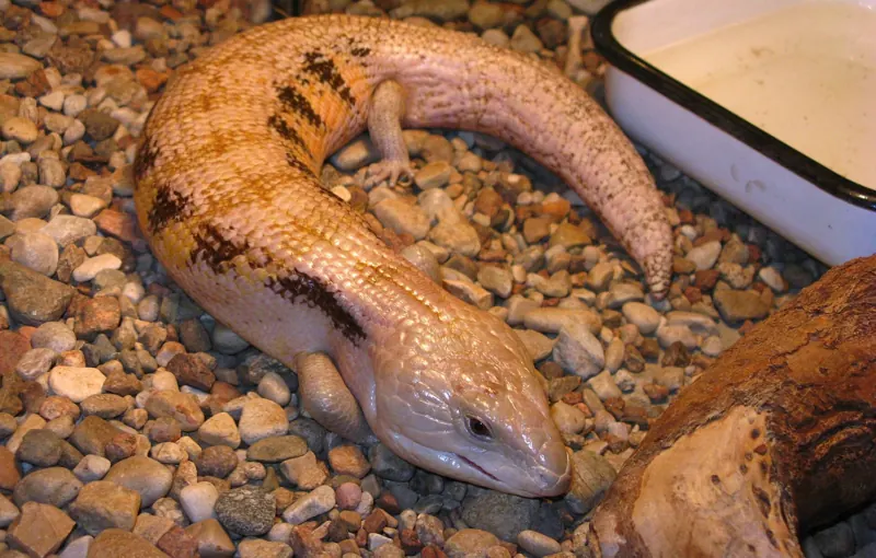 A sandy-orange Indonesian blue-tongued skink on pebbles beside a water dish