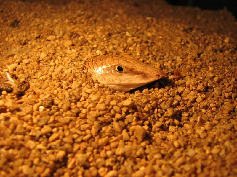 The pale, wedge-shaped head of a sandfish skink emerging from orange sand