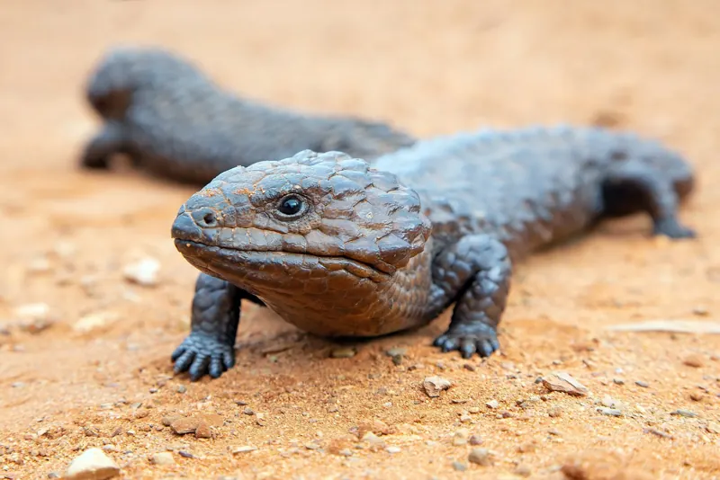 A stocky shingleback skink with large rough scales standing on red sand