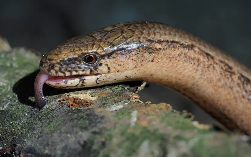 A bronze slow-worm, a legless lizard, flicking its tongue on a rock