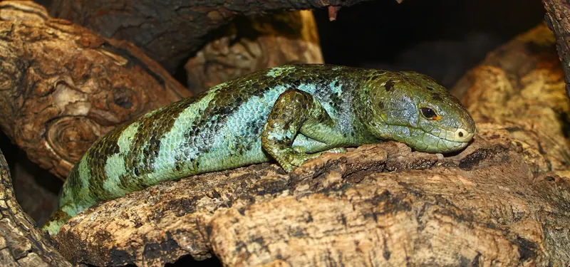 A green, heavy-bodied Solomon Islands skink resting on a branch
