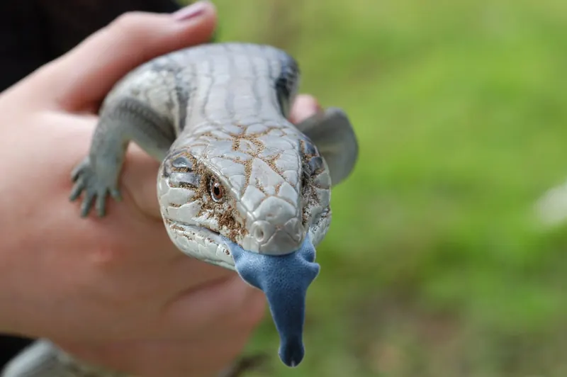 An eastern blue-tongued skink held in a hand, poking out its broad cobalt-blue tongue